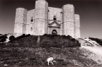 Castel del Monte chien 
