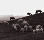 Sienne et moutons