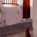 Chat roux à Paros