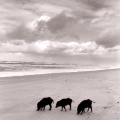 Sangliers sur la plage La Coubre 