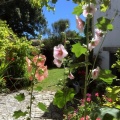 Jardin et roses trémières