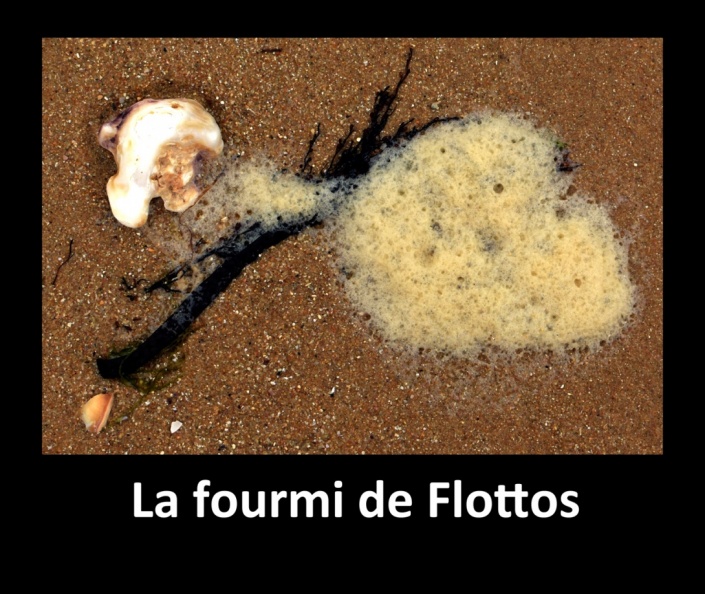 La fourmi de Flottos.jpg