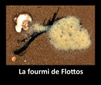 La fourmi de Flottos