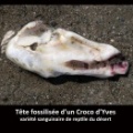 tête fossilisée de Croco d'Yves
