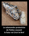 La salamandre de Flottos