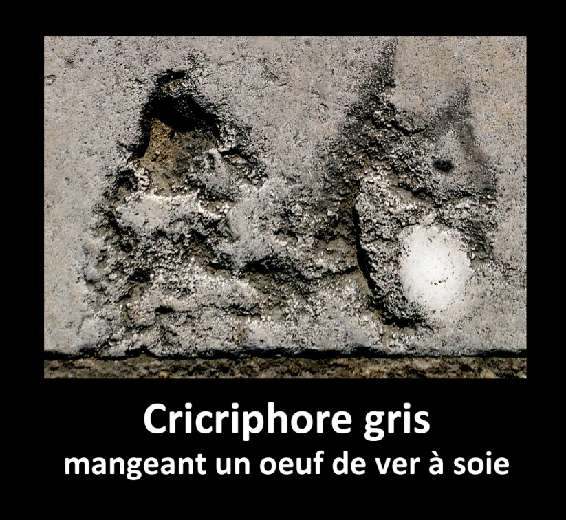 Cricriphore gris