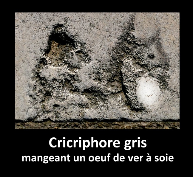 Cricriphore gris.jpg