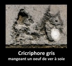 Cricriphore gris