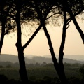 a Toscane 2011 2 187 mmm