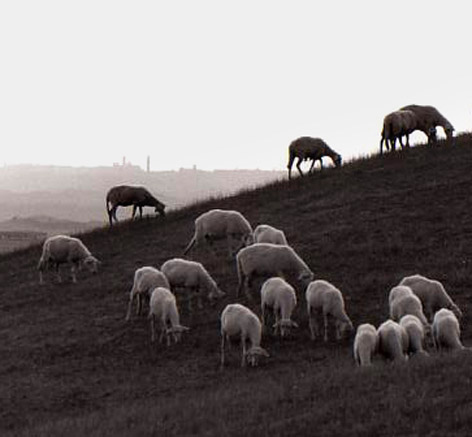 Sienne et moutons