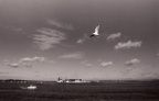 Ile Tudy  mouette 