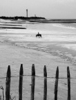 Cheval au phare des Baleine