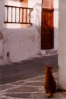 Chat roux à Paros