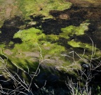 Algues des marais 