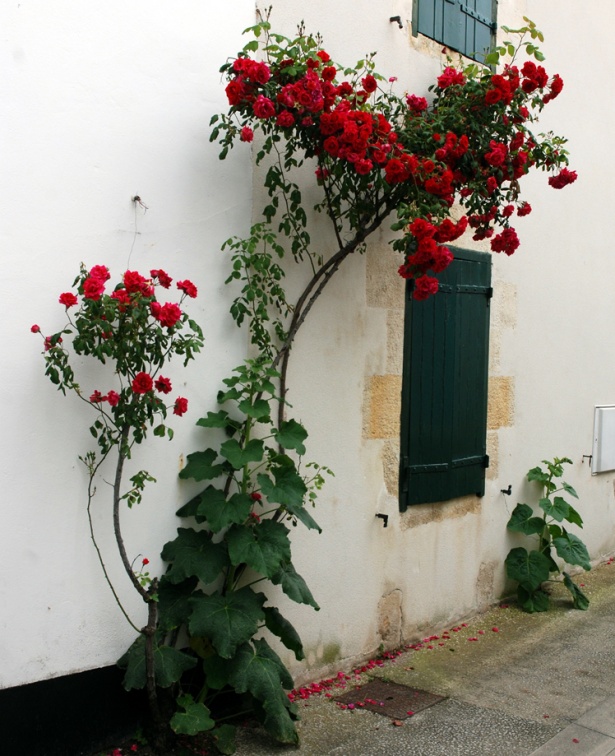 Roses de rue 
