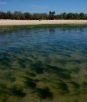 algues à Trousse Chemise