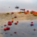 Marais de Loix en automne