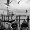 Mouettes à Venise