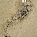 poisson fossile