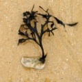 arbre-algue