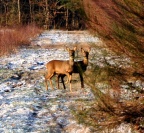 Bambi et Féline