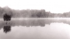 Etang arbre brume 