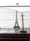 Tour Eiffel Moineau