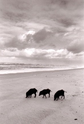 Sangliers sur la plage La Coubre 