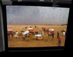 Pluie dans le désert du Thar, Inde.