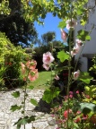 Jardin et roses trémières