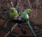 Deux perruches sur la terrasse
Mercredi 18 janvier