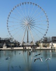 Le Jardin des Tuileries
Jeudi 19 janvier