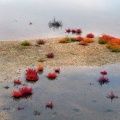 Marais de Loix en automne