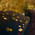 Feuilles d'automne.
&quot;L'automne est morte, souviens-t'en ...&quot;
La noblesse des couleurs et la délicatesse de la compos