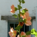 ma rose trémière, samedi 24 juin