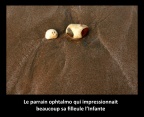 Le parrain ophtalmo
