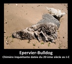 Epervier Bulldog