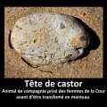 Castor.jpg