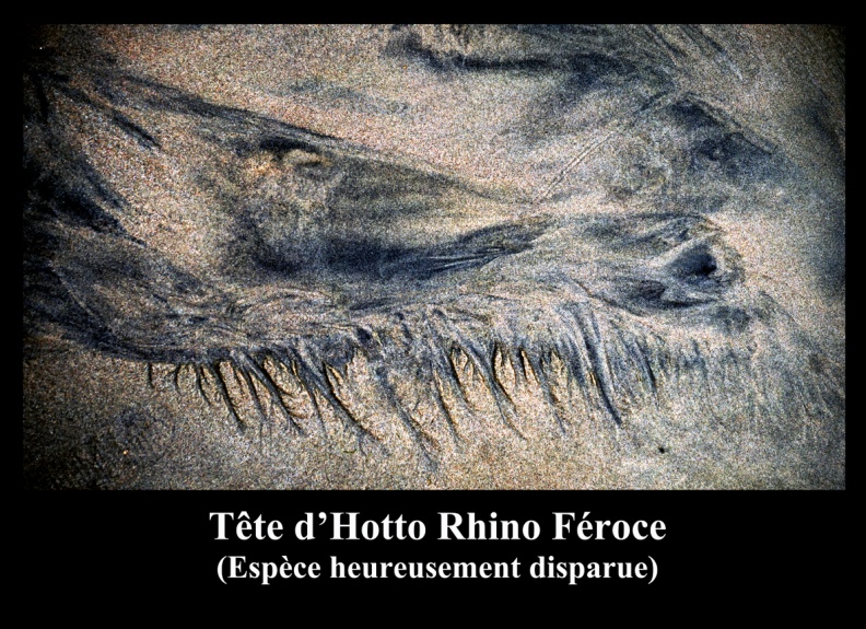 Tête d'Hotto Rhino Féroce.jpg
