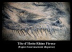 Tête d'Hotto Rhino Féroce