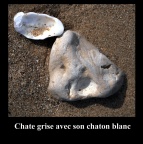 Chate grise et chaton blanc