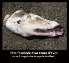 tête fossilisée de Croco d'Yves