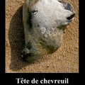 Chevreuil.jpg