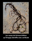 Grimard-Miton  les restes