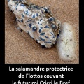 La salamandre de Flottos