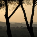 a Toscane 2011 2 186 quart mmm.jpg