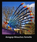 Anngop-Mouches Femelle
