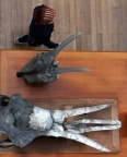 Un jour au Museum, pour Henri Calet.