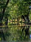 vers Coulon