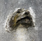 Goya, Le Petit Chien,  2020